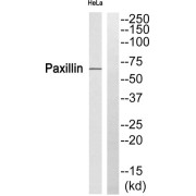 Western blot analysis of extracts from HeLa cells, using Paxillin (epitope around residue 272) antibody.