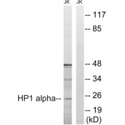 Western blot analysis of extracts from Jurkat cells, treated with insulin (0.01U/ml, 15mins), using HP1 alpha (epitope around residue 92) antibody.