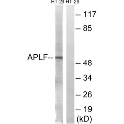 Aprataxin And PNKP Like Factor (APLF) Antibody