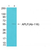 Western blot analysis of extracts from 3T3 cells, using APLF (epitope around residue 116) antibody.