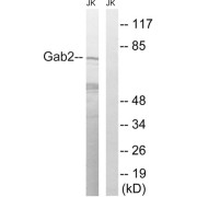 abx012976