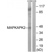 Western blot analysis of extracts from COS cells, using MAPKAPK2 (epitope around residue 272) antibody.