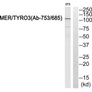 Western blot analysis of extracts from NIH-3T3 cells, using MER/TYRO3 antibody.