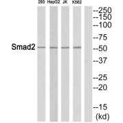 Mothers Against Decapentaplegic Homolog 2 (Smad2) Antibody