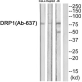 Dynamin-1-Like Protein (DNM1L) Antibody