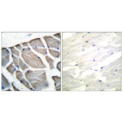 Actin-pan Antibody
