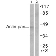 Western blot analysis of extracts from HeLa cells, using Actin-pan antibody.
