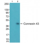 Western blot analysis of extracts from 3T3 cells (Lane 2), using Connexin 43 Antibody. The lane on the left is treated with synthesized peptide.