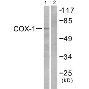 Western blot analysis of extracts from HuvEc cells, using PTGS1 antibody (abx013047).