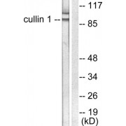 Western blot analysis of extracts from HeLa cells, using Cullin 1 antibody (abx013050).