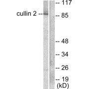 Western blot analysis of extracts from LOVO cells, using Cullin 2 antibody (abx013051).