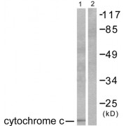 Western blot analysis of extracts from COS7 cells, using Cytochrome c antibody (abx013057).