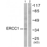 Western blot analysis of extracts from NIH/3T3 cells, using ERCC1 antibody (abx013070).