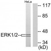 Western blot analysis of extracts from HeLa cells, using ERK1/2 antibody (abx013071).