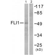 Western blot analysis of extracts from NIH/3T3 cells, using FLI1 antibody (abx013081).