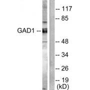 Western blot analysis of extracts from mouse brain cells, using GAD1/2 Antibody (abx013086).