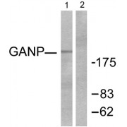 Western blot analysis of extracts from NIH/3T3 cells, using GANP antibody (abx013088).