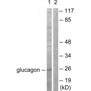 Western blot analysis of extracts from COS7 cells, using Glucagon antibody (abx013090).