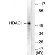 Western blot analysis of extracts from NIH/3T3 cells, using HDAC1 antibody (abx013103).