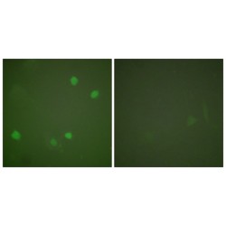 Histone Deacetylase 3 (HDAC3) Antibody