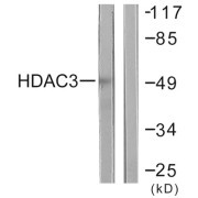 Western blot analysis of extracts from HepG2 cells, using HDAC3 antibody.