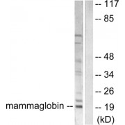 Western blot analysis of extracts from HepG2 cells, using Mammaglobin Antibody (abx013133).