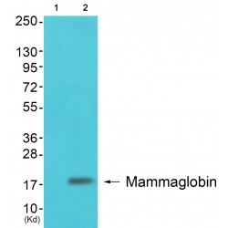 Mammaglobin Antibody