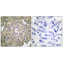 MART-1 Antibody