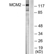 Western blot analysis of extracts from 293 cells, using MCM2 antibody (abx013137).