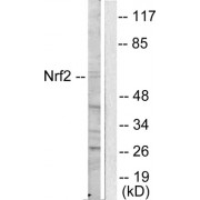 Western blot analysis of extracts from HuvEc cells, using NFE2L2 antibody (abx013156).