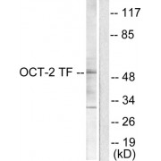 Western blot analysis of extracts from COS7 cells, using OCT2 antibody (abx013159).