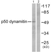 Western blot analysis of extracts from A549 cells, using p50 dynamitin antibody (abx013167).