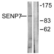 Western blot analysis of extracts from HuvEc cells, using SENP7 antibody.