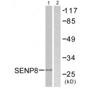 Western blot analysis of extracts from HuvEc cells, using SENP8 antibody.