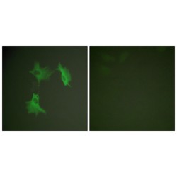 Tubulin Alpha (TUBA) Antibody
