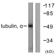Western blot analysis of extracts from NIH/3T3 cells, using Tubulin alpha antibody.