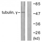 Western blot analysis of extracts from mouse brain cells, using Tubulin gamma antibody.