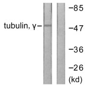 Western blot analysis of extracts from mouse brain cells, using Tubulin gamma antibody.