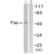abx013218