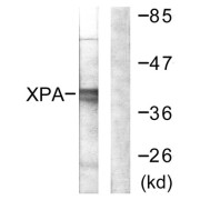 Western blot analysis of extracts from COLO205 cells, using XPA antibody.