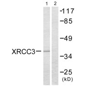 Western blot analysis of extracts from HepG2 cells, treated with Adriamycin (0.5uM, 5hours), using XRCC3 antibody.