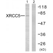 Western blot analysis of extracts from Jurkat cells, using XRCC5 antibody.