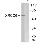 Western blot analysis of extracts from K562 cells, using XRCC6 antibody.