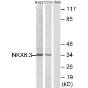 Western blot analysis of extracts from K562 cells and COS-7 cells, using NKX6.3 antibody.