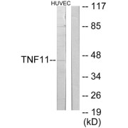 abx013277