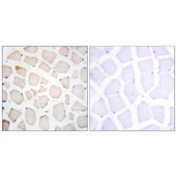 Circadian Locomoter Output Cycles Protein Kaput (Clock) Antibody