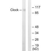 Western blot analysis of extracts from HUVEC cells, using Clock antibody.