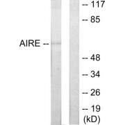Western blot analysis of extracts from 293 cells, using AIRE antibody.