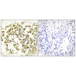 Musculin (MSC) Antibody