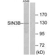 Western blot analysis of extracts from A549 cells, using SIN3B antibody.